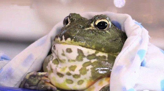 Create meme: water carrier toad, toad frog, toad 