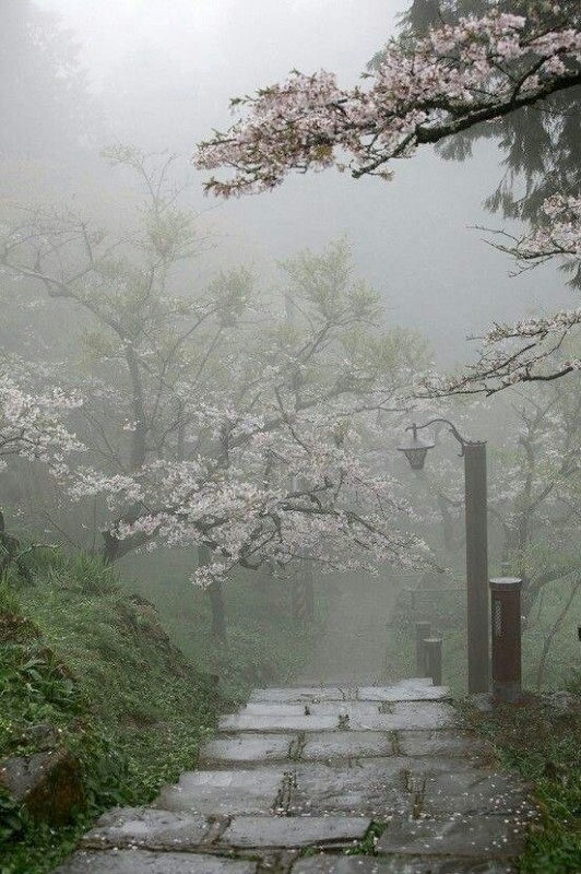 Create meme: nature of japan, aesthetics landscape, Japan fog