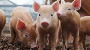 Create meme: pigs Duroc, African swine fever