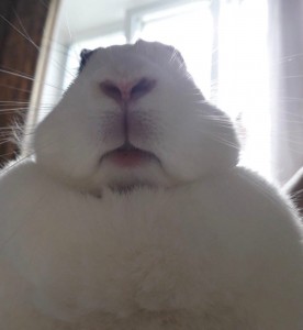 Create meme: funny rabbit, white rabbit, cute bunnies