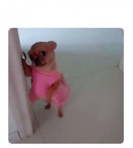 Create meme: Chihuahua, dog