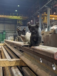 Create meme: kitty , the cat is a factory worker, seals 