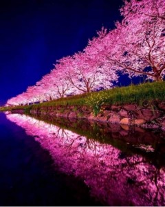 Create meme: the cherry blossoms in Japan, the cherry blossoms by the river, nature Sakura