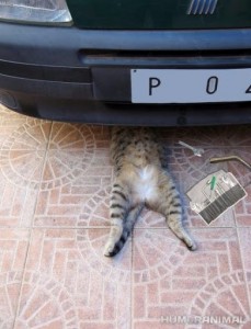 Create meme: funny jokes with cats, cat repairs car