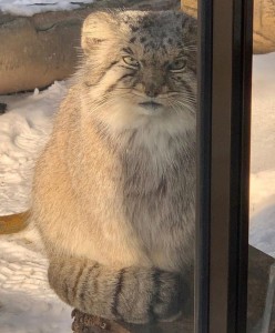 Create meme: manul, animal, cat manul, wild cat manul