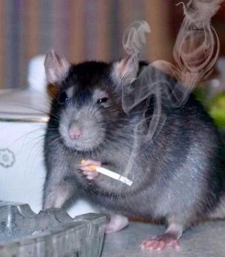 Create meme: meme rat with a cigarette, a rat with a cigarette, pet rat