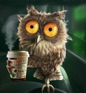 Create meme: owl, funny owls, good morning humor