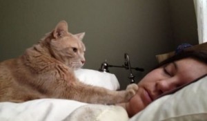 Create meme: cat, cat, cat waking up human