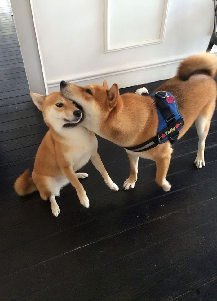 do shiba inus bite a lot