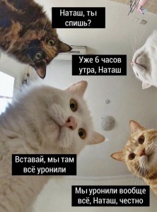 Создать мем: прикол, кот, кошки