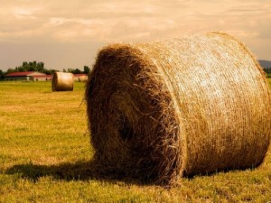 Create meme: earth field, agriculture, hay