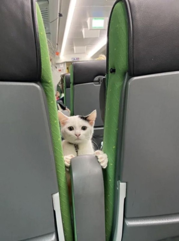 Create meme: The cat is a passenger, a cat on the bus, cats 