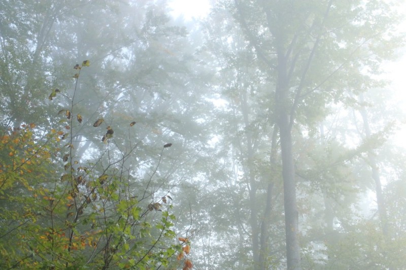 Create meme: in the autumn forest, a tree in the fog, nature fog