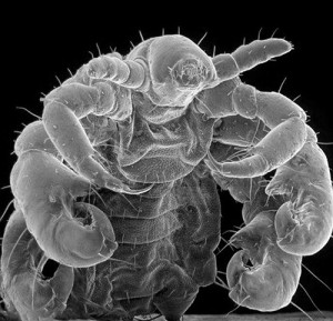 Create meme: The evil louse