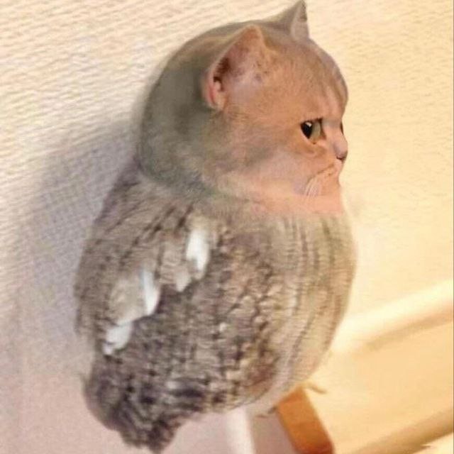 Create meme: owl cat, cat , kotosov