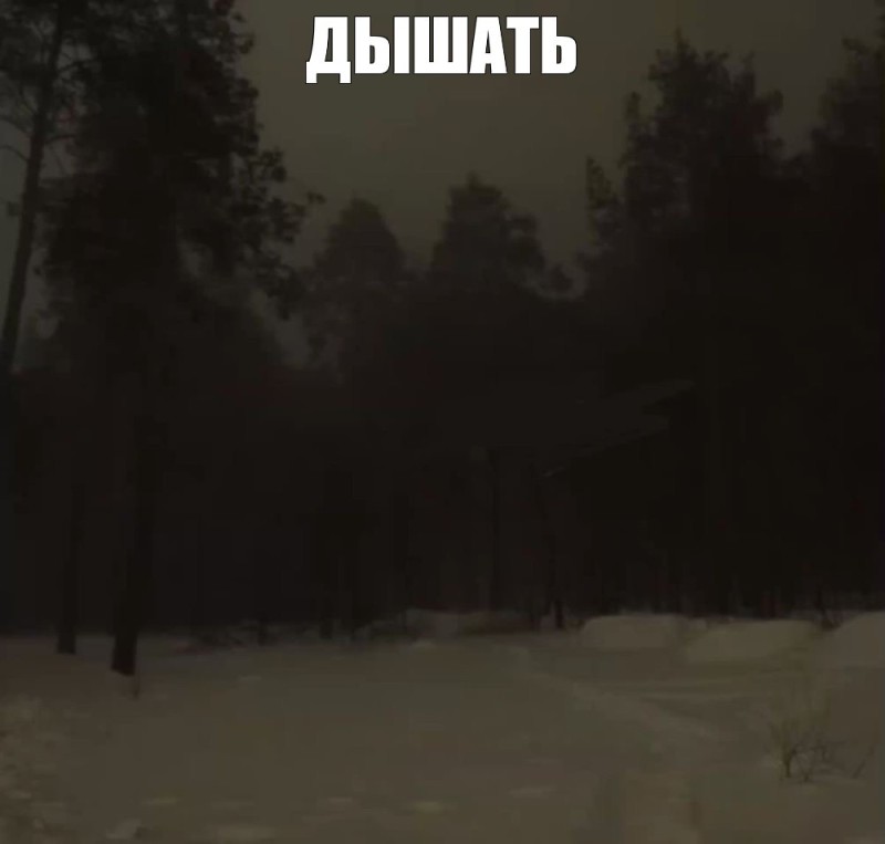 Create meme: forest fog, gloomy winter forest, the forest dark