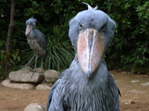 Create meme: stork, cormorant, beak