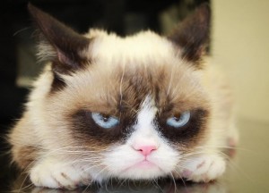 Создать мем: грустный кот грампи, сердитая кошка порода, grumpy cat