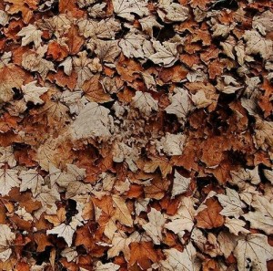 Create meme: fallen leaves, november tumblr, dead leaves