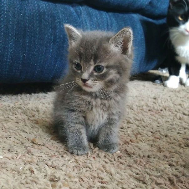 Create meme: siberian kittens, adorable kittens, smoky kitten