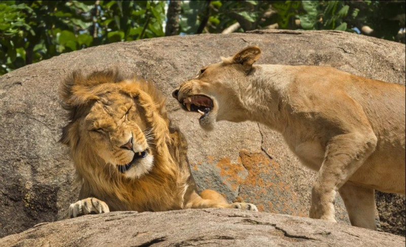 Create meme: lion and lioness , The lioness roars at the lion, A lioness bites a lion