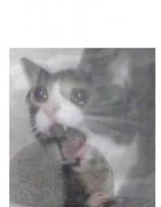 Create meme: crying cat, cat, crying cat meme