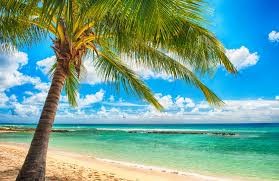 Create meme: beach sea palm trees, sea beach palm trees sun, palm beach 