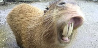 Create meme: capybaras , funny capybaras, angry capybara