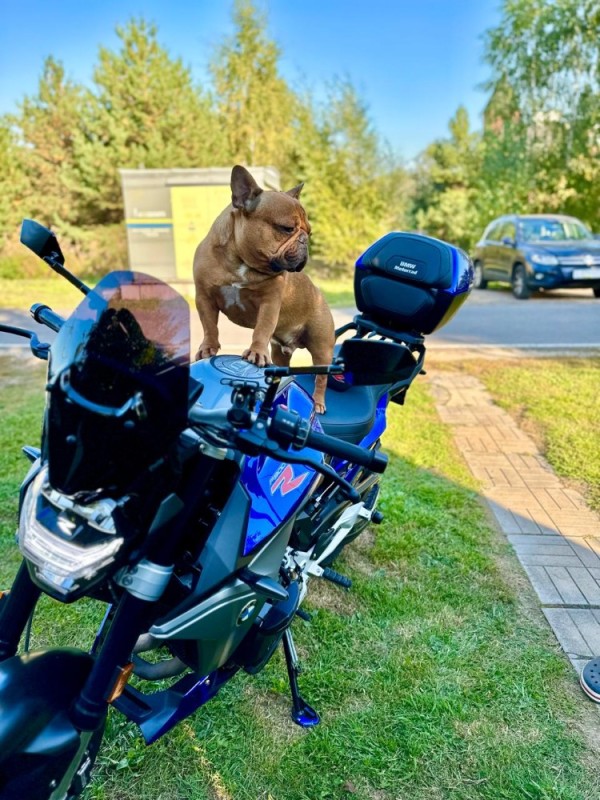 Create meme: motorcycle , on a motorcycle with a dog, on a motorcycle