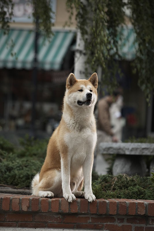 Create meme: hah , sad hah, the breed is Hachiko