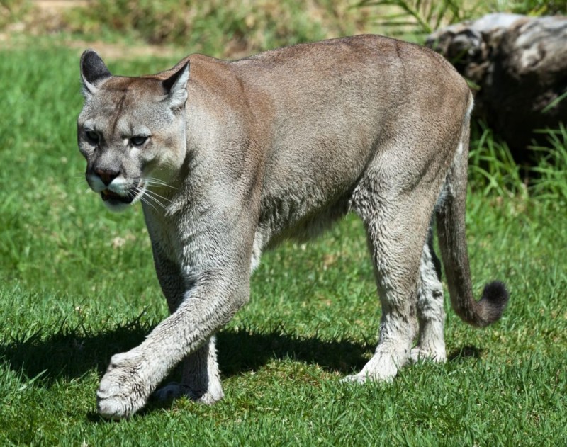 Create meme: australian cougar, cougar concolor cougar, puma 