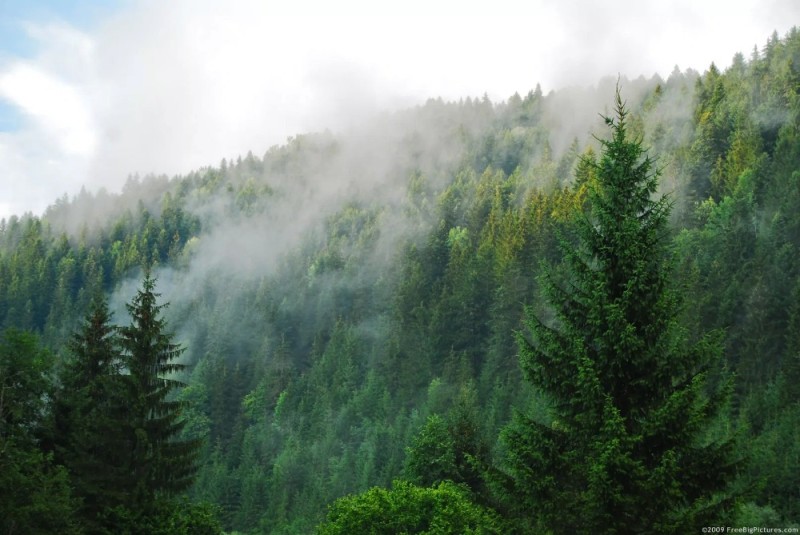 Create meme: coniferous forest, taiga coniferous forests, mountain forest fog