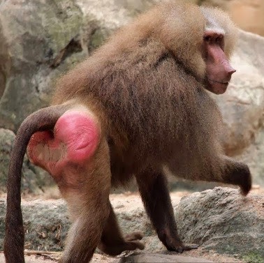Create meme: monkey with red ass, female baboon, baboon from behind