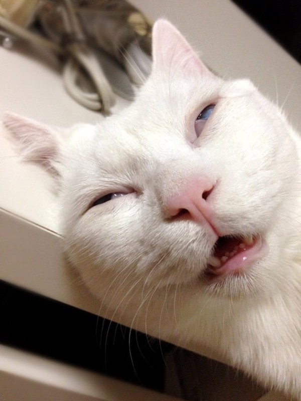 Create meme: cat, funny sleeping cat, funny cat faces