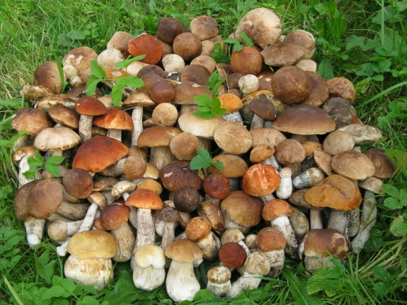 Create meme: a lot of mushrooms, mushrooms white mushroom, mushrooms mushrooms