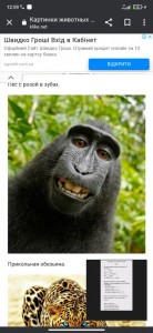 Create meme: happy monkey, cool
