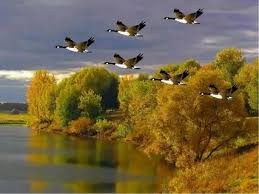 Create meme: migratory birds in autumn, birds flying south, autumn cranes