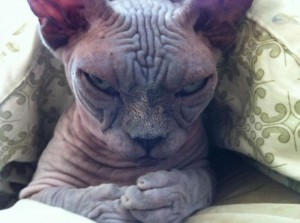 Создать мем: животные, sphynx, кошка