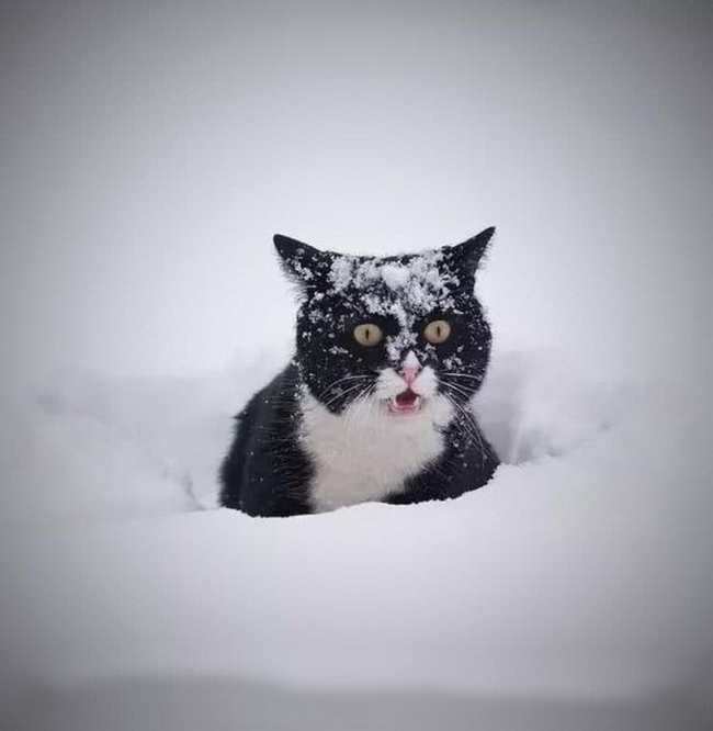 Create meme: cat snow ice, cat snow, black and white cat in the snow