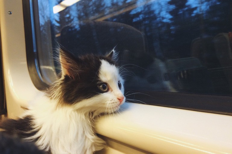 Создать мем: котик в поезде, котик, кошка