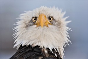 Create meme: why the eagle is depicted in profile, funny birds, animals