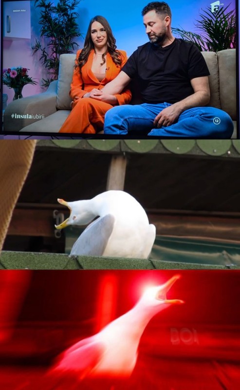 Create meme: meme Seagull , a deep breath, the screaming seagull