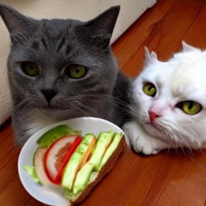 Create meme: cat, cat food