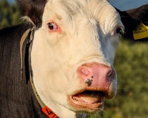 Создать мем: открытый рот коровы, нос коровы, морда коровы