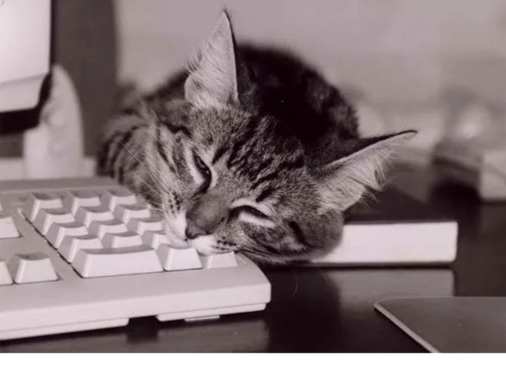 Create meme: The cat is typing on the keyboard, seals on the keyboard, day of the programmer seals