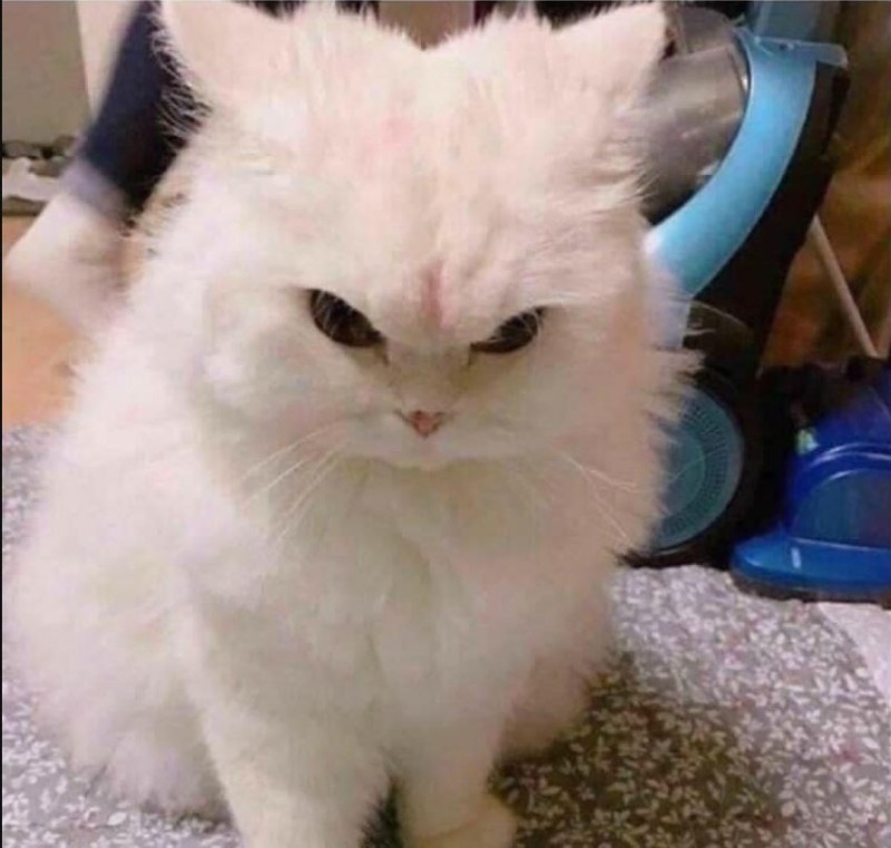 Create meme: the evil white cat, angry kitty, the white cat is fluffy