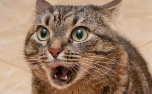 Create meme: cat muzzle, cats, the surprised cat