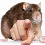 Create meme: pet rat, rats , rats on a white background