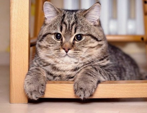 Create meme: cat pisos , british shorthair cat, cat 