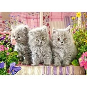 Создать мем: котята, пазл 5 котят 260 элементов, пазл castorland three grey kittens (в-030330), 300 дет.